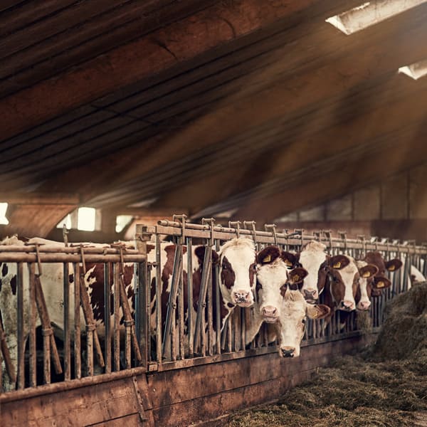 Dairy Farm