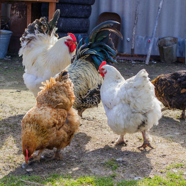 Poultry Arhat