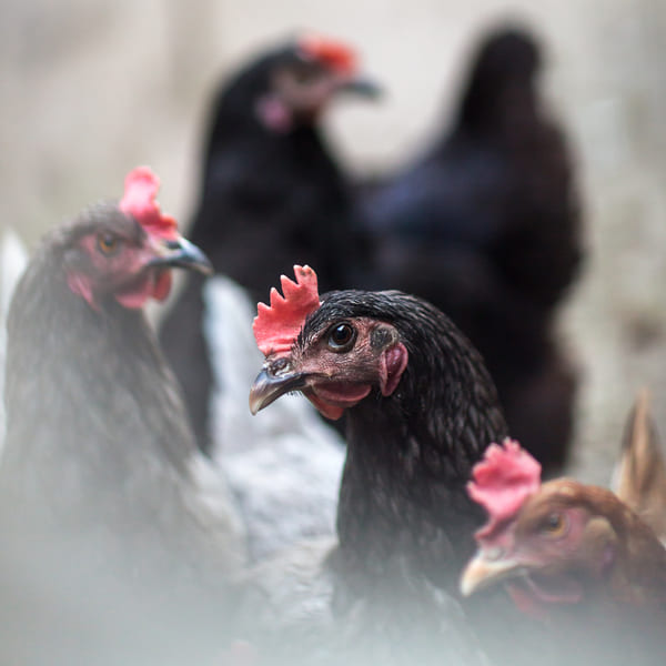 Poultry Chicken